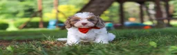 Cavapoo dogs for sale: Chase - Ad 3