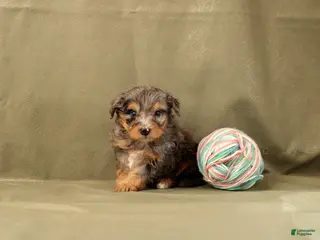 Mini Bernedoodle dogs for sale: Clay - Ad 3