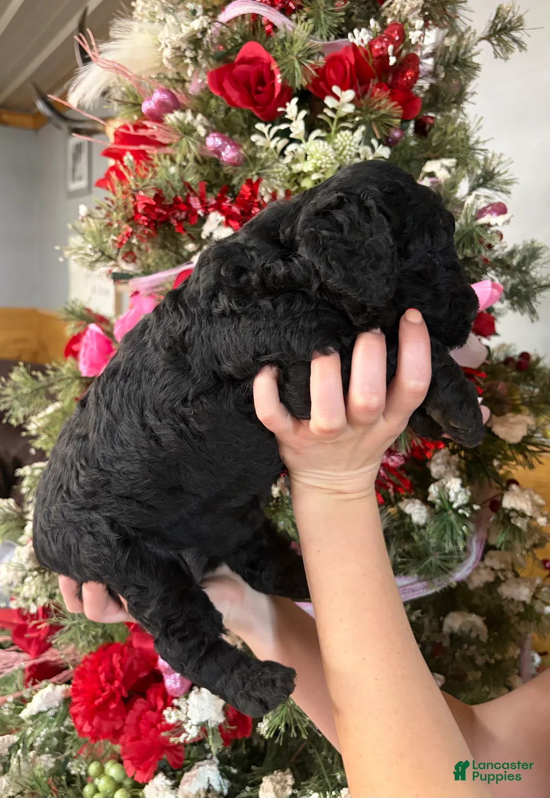 Goldendoodle dogs for sale: Goldendoodle Puppy 4 - Ad 4