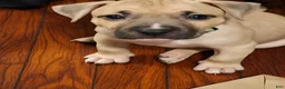 American Bully dogs for sale: Neo - Ad 3