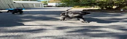 Mixed Breed dogs for sale: Red - Ad 12