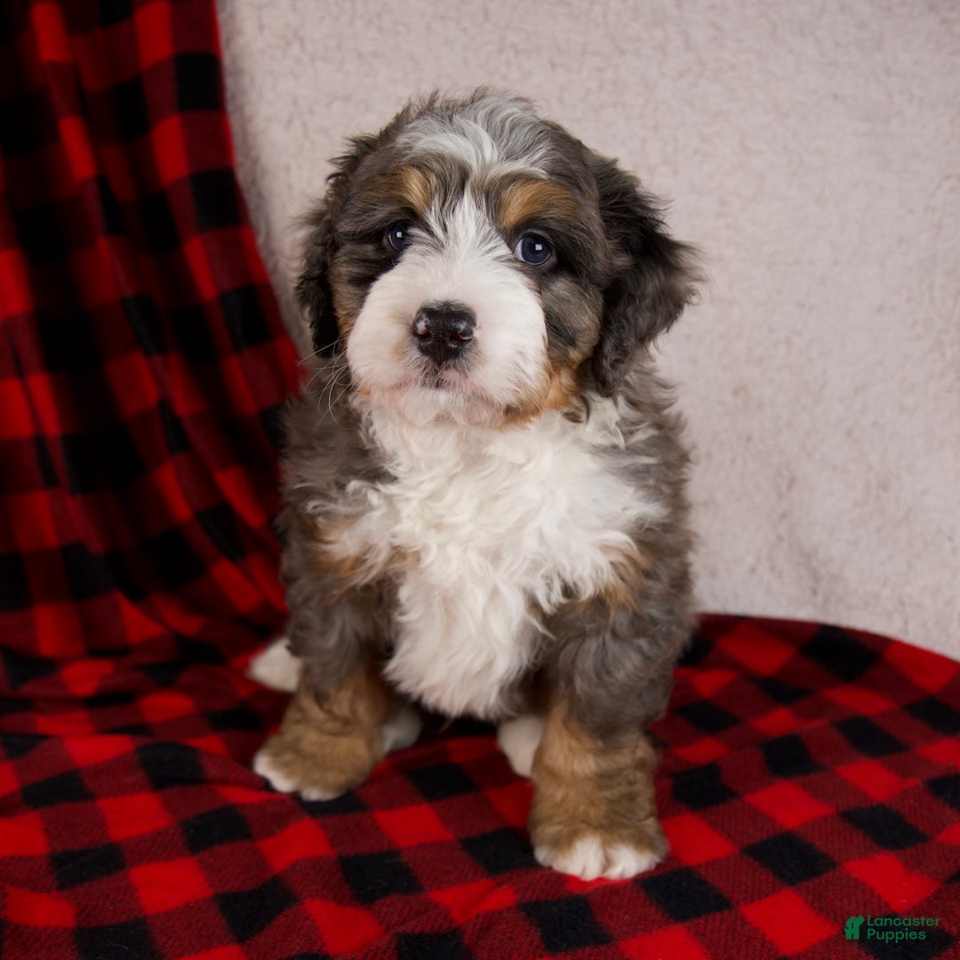 Mini Bernedoodle dogs for sale: Pudding Pop *Potty Training* - Ad 2