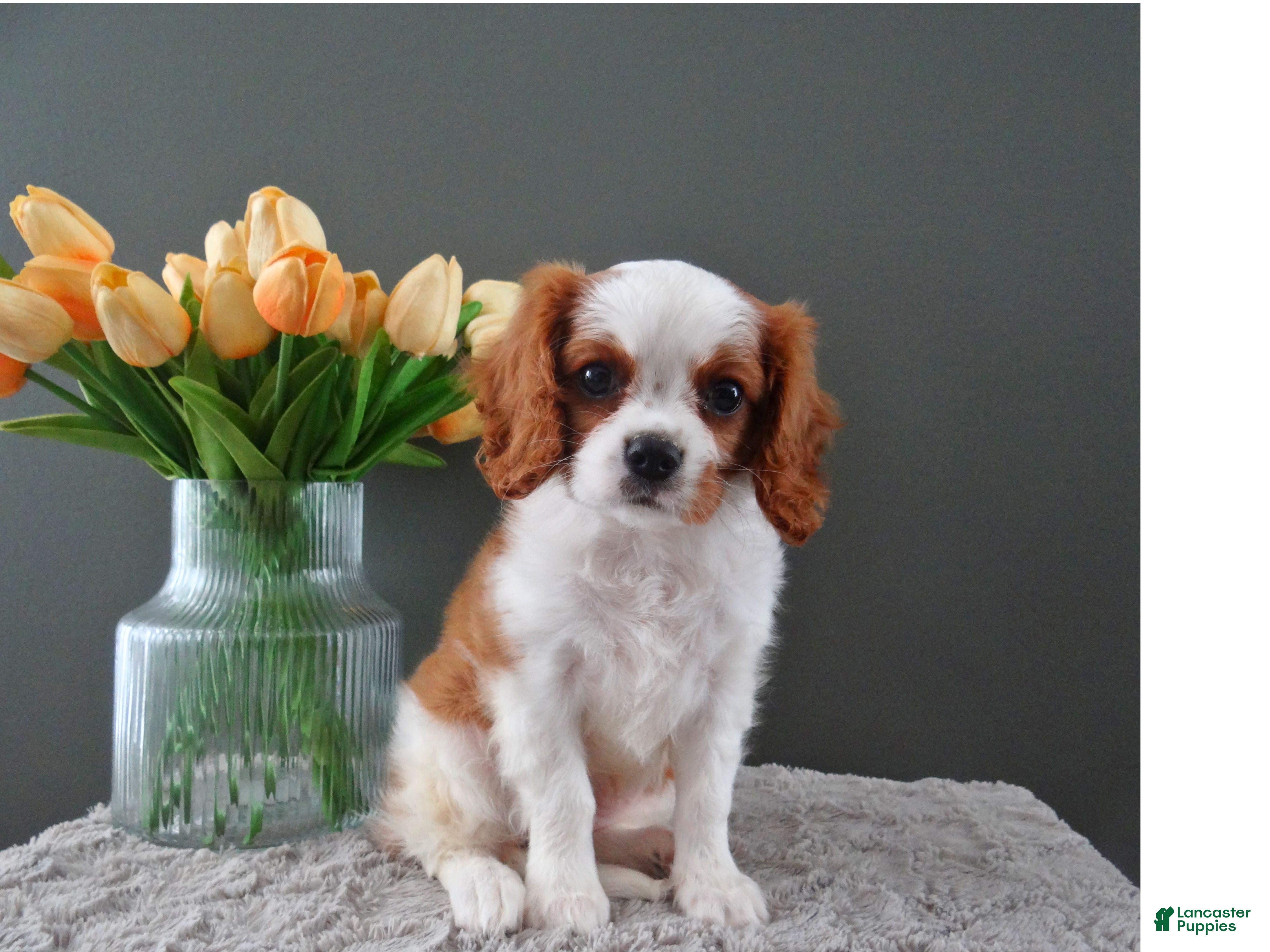Cavalier King Charles Spaniel dogs Carly - Ad 1