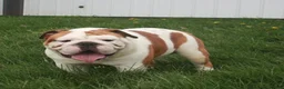 English Bulldog dogs for sale: Tony - Ad 8