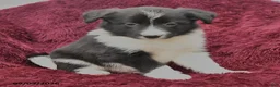 Border Collie dogs for sale: Nell  - Ad 3