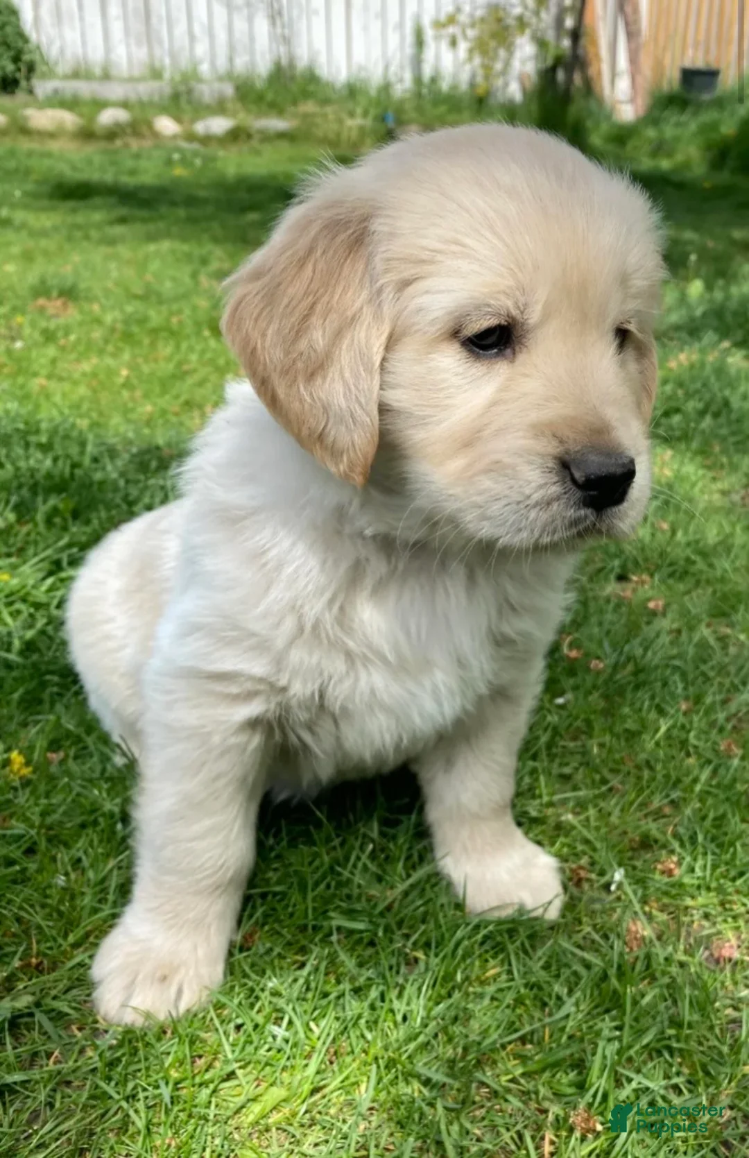 Golden Retriever dogs for sale: Golden Retriever Puppy 3 - Ad 2
