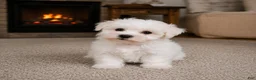 Maltese dogs for sale: Cody - Ad 7