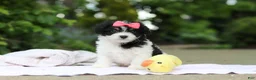 Cavachon dogs for sale: Angela - Ad 4