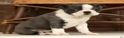 Boston Terrier dogs for sale: Rina - Ad 6