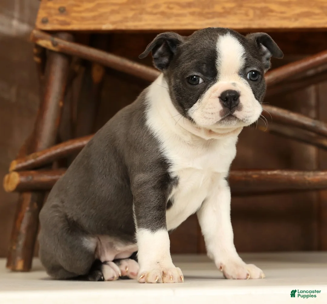Boston Terrier dogs for sale: Rina - Ad 6
