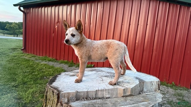 Australian Cattle Dog dogs Topeka Rose_Female - Ad 1