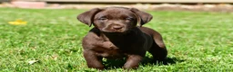 Labrador Retriever dogs for sale: Chino - Ad 11
