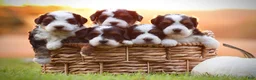 Mini Bernedoodle dogs for sale: Zoey - Ad 4
