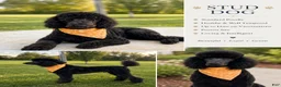 Labradoodle dogs for sale: Skye - Ad 10