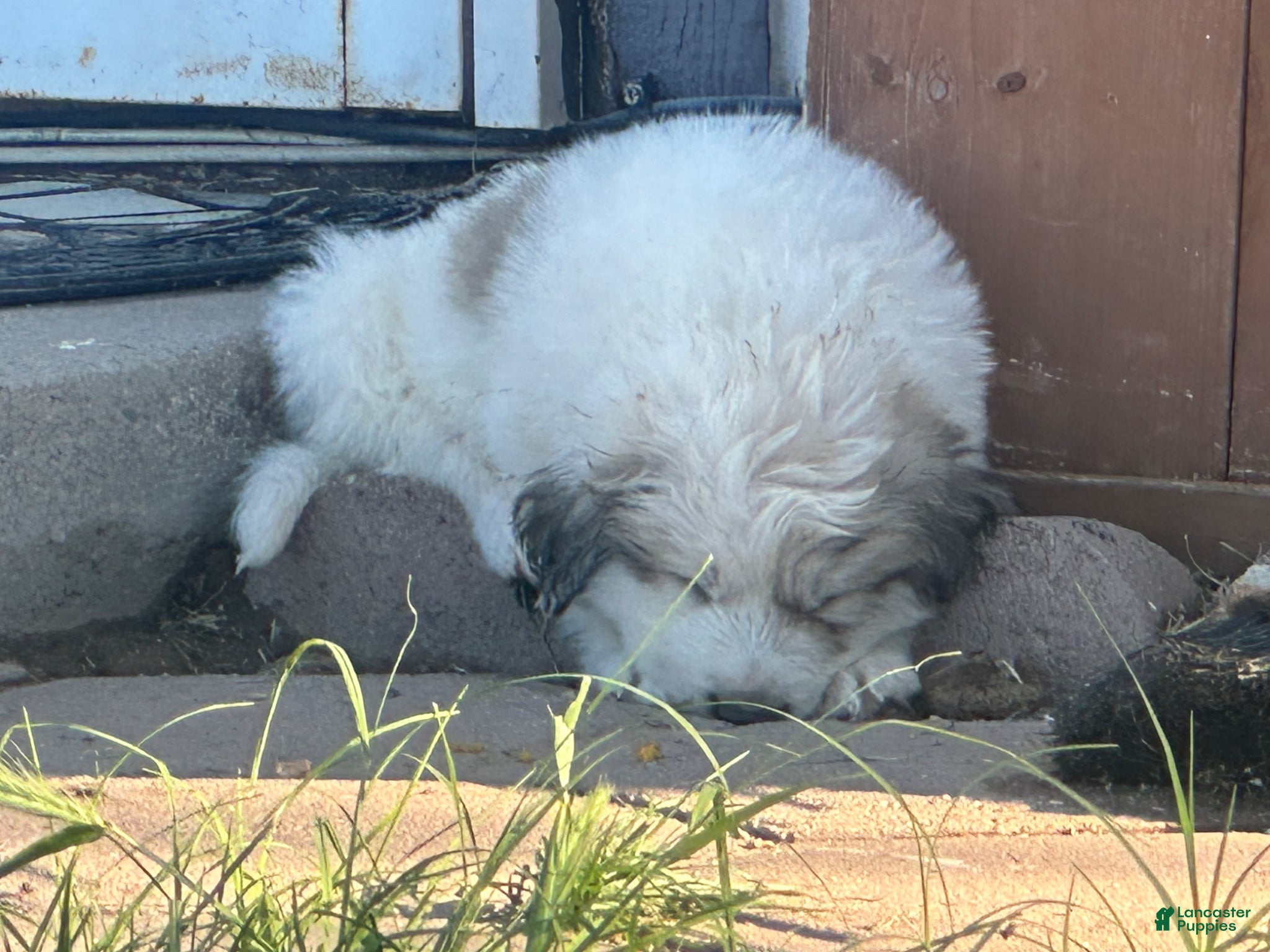 Mixed Breed dogs Mixed Breed Puppy 1 - Ad 36