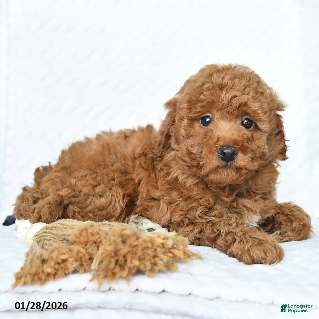 Miniature Poodle dogs for sale: Koda - Ad 2