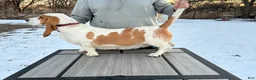 Basset Hound dogs for sale: Boy 3 - Ad 2