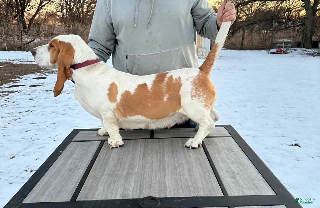 Basset Hound dogs for sale: Boy 3 - Ad 2