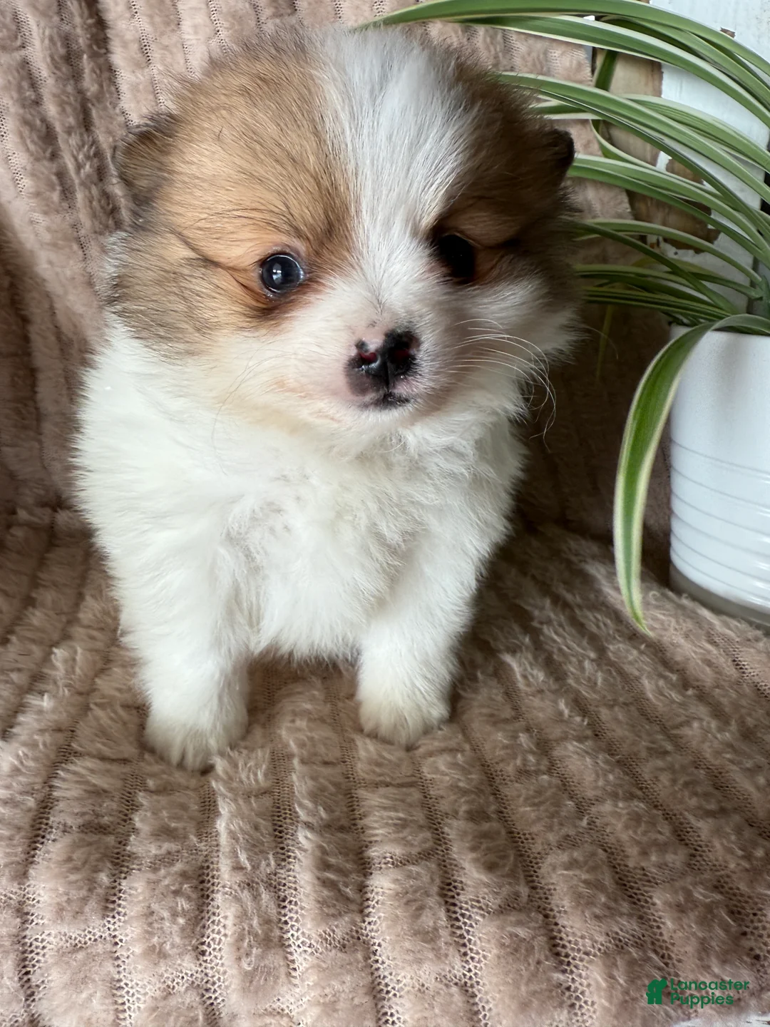 Pomeranian dogs for sale: Caleb - Ad 20