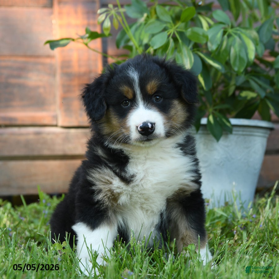 Australian Shepherd dogs Caroline - Ad 2