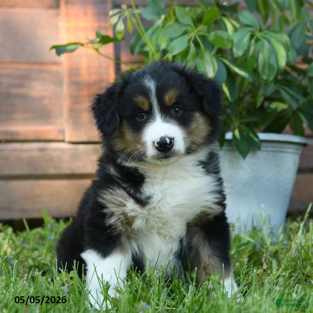 Australian Shepherd dogs for sale: Caroline - Ad 2