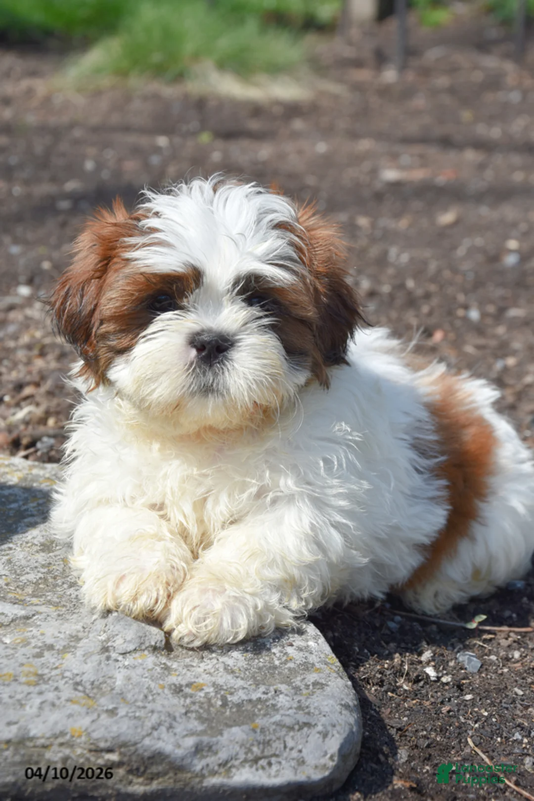 Shih Tzu dogs for sale: Butterfingers - Ad 2