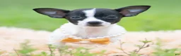 Chihuahua dogs for sale: Chiquita - Ad 4