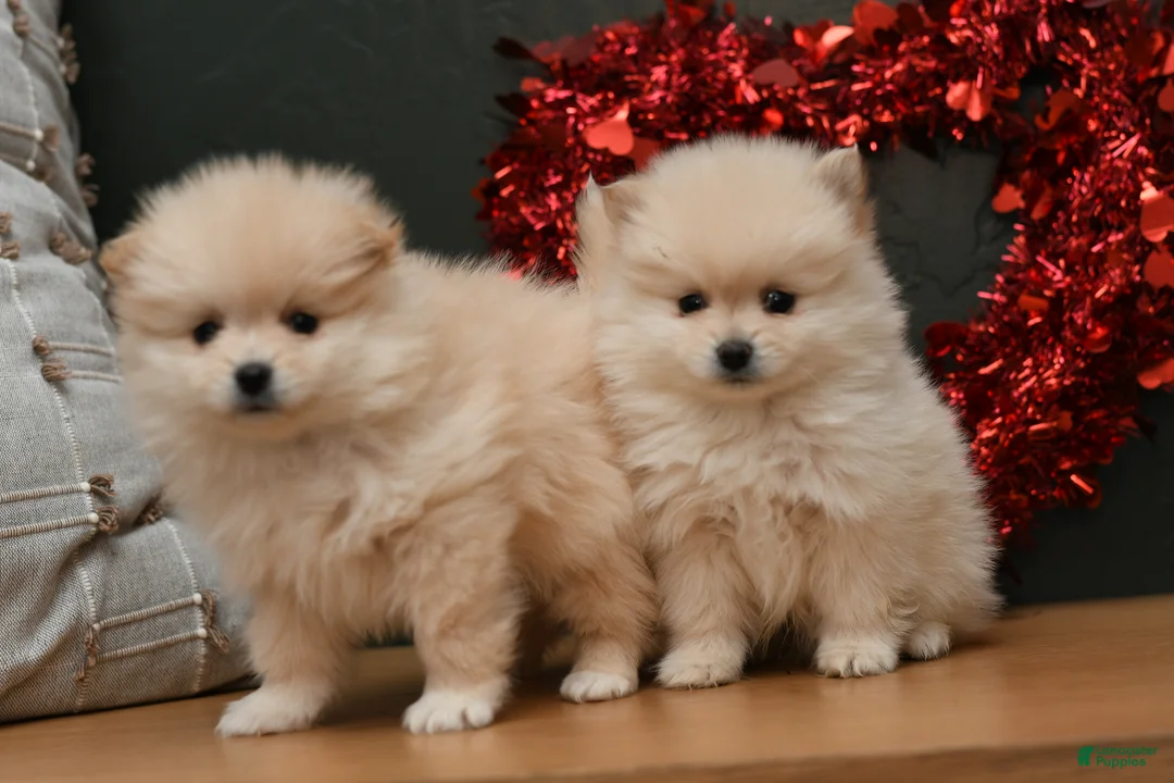 Pomeranian dogs for sale: Pomeranian Puppy 2 - Ad 1