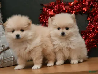 Pomeranian dogs Pomeranian Puppy 2 - Ad 32