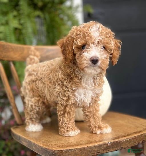 Cockapoo dogs Milo - Ad 1