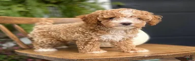 Milo
