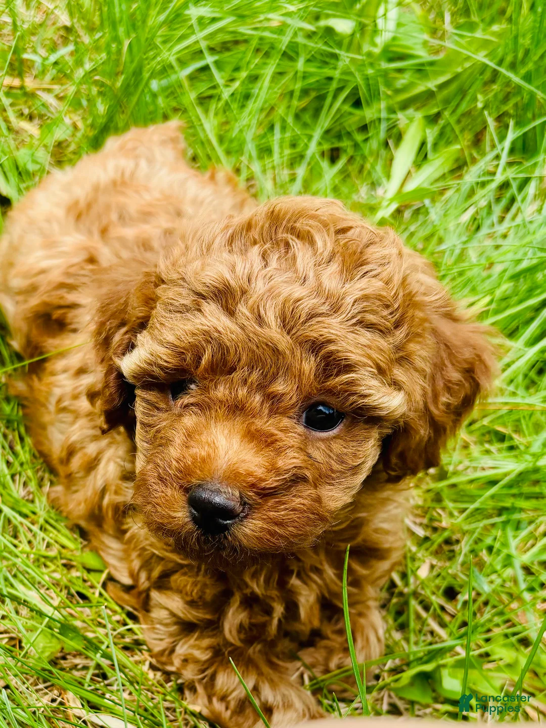 Toy Poodle dogs for sale: Toy Poodle Puppy 2 - Ad 2