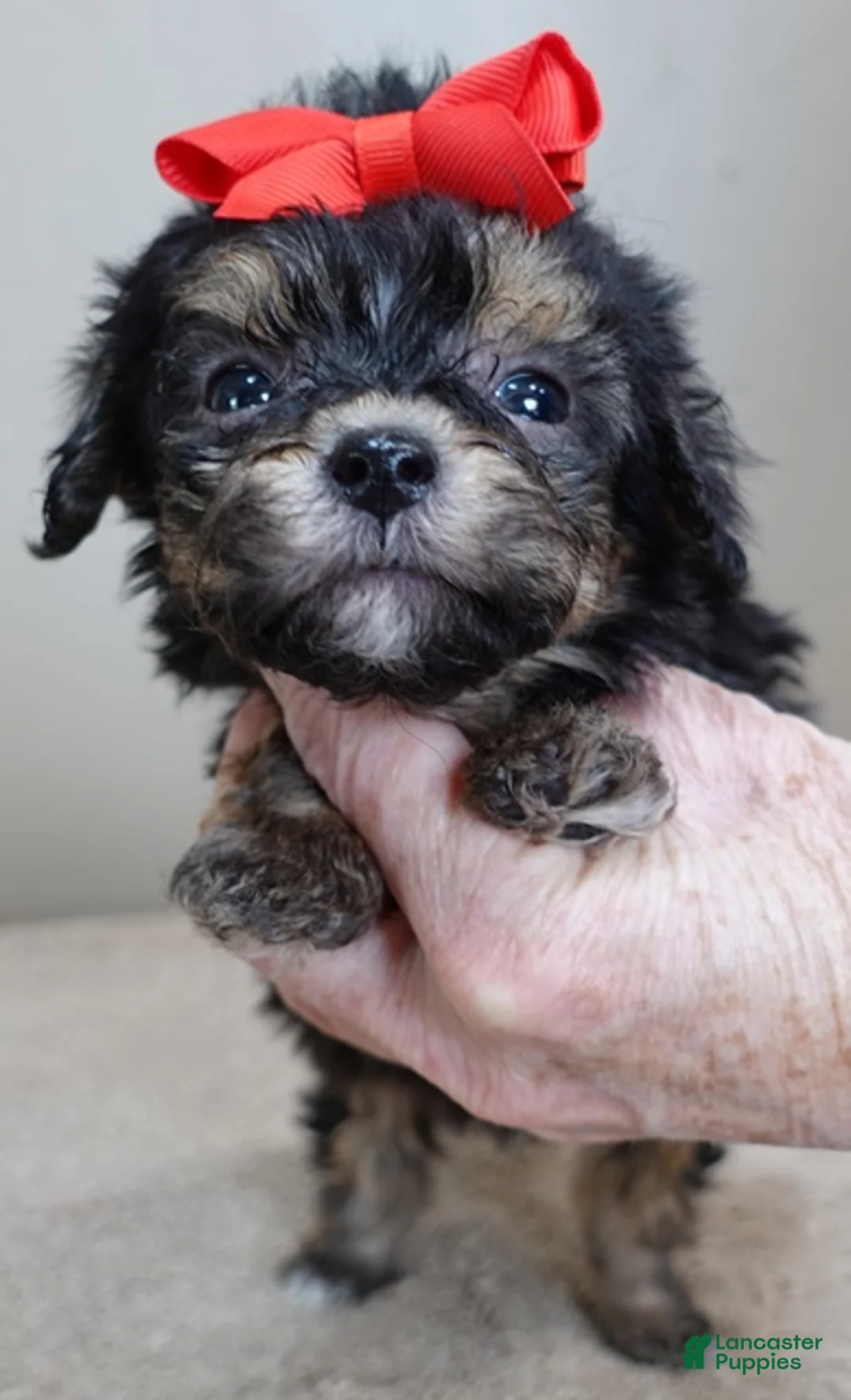 Maltipoo dogs for sale: Zircon - Ad 2