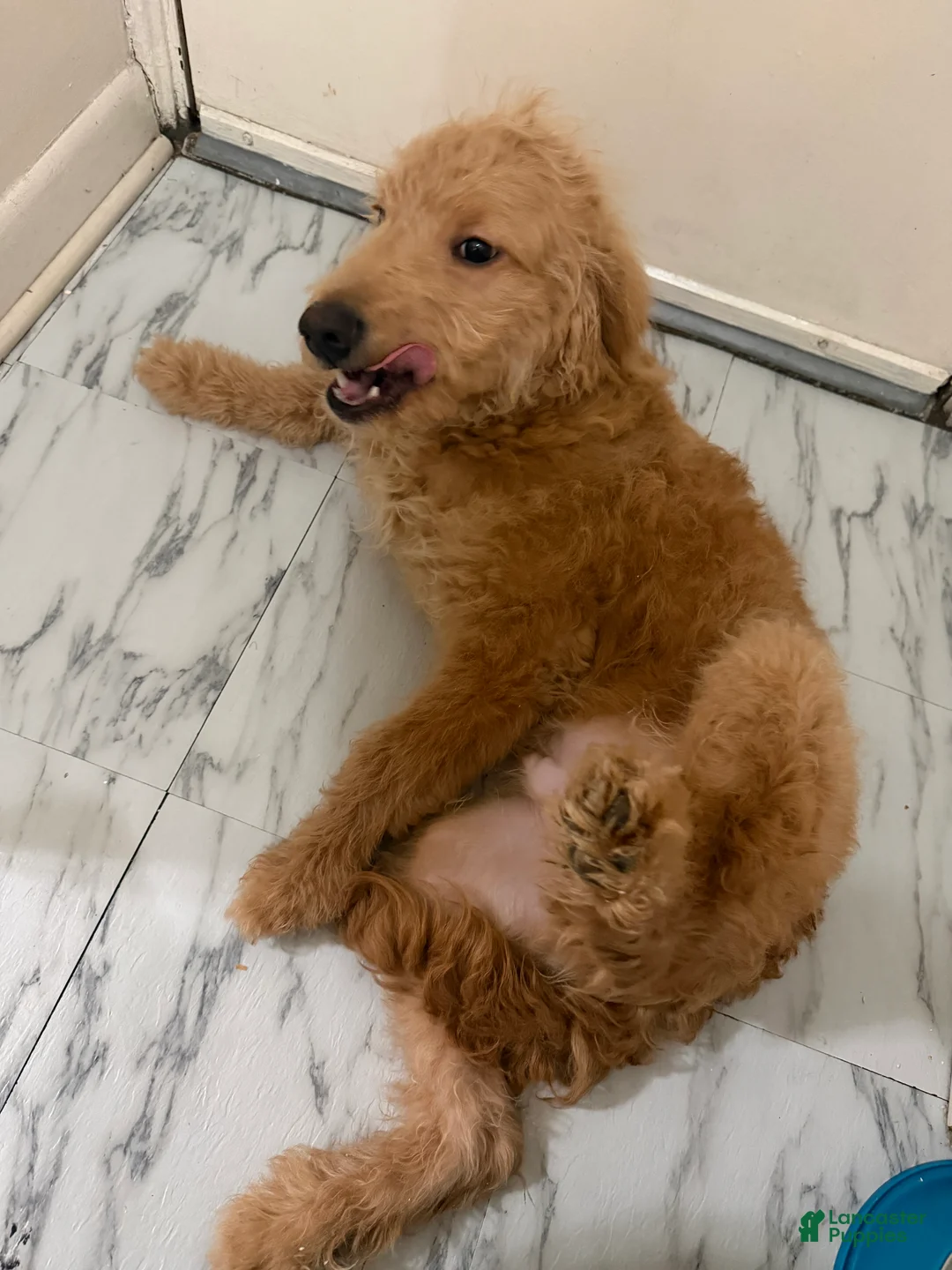 Mini Goldendoodle dogs for sale: Mini Goldendoodle Puppy 1 - Ad 1