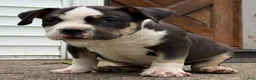 American Bully dogs for sale: Black tri male  - Ad 4