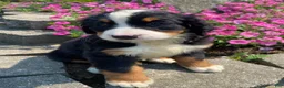 Bernese Mountain Dog dogs for sale: Daisy - Ad 3