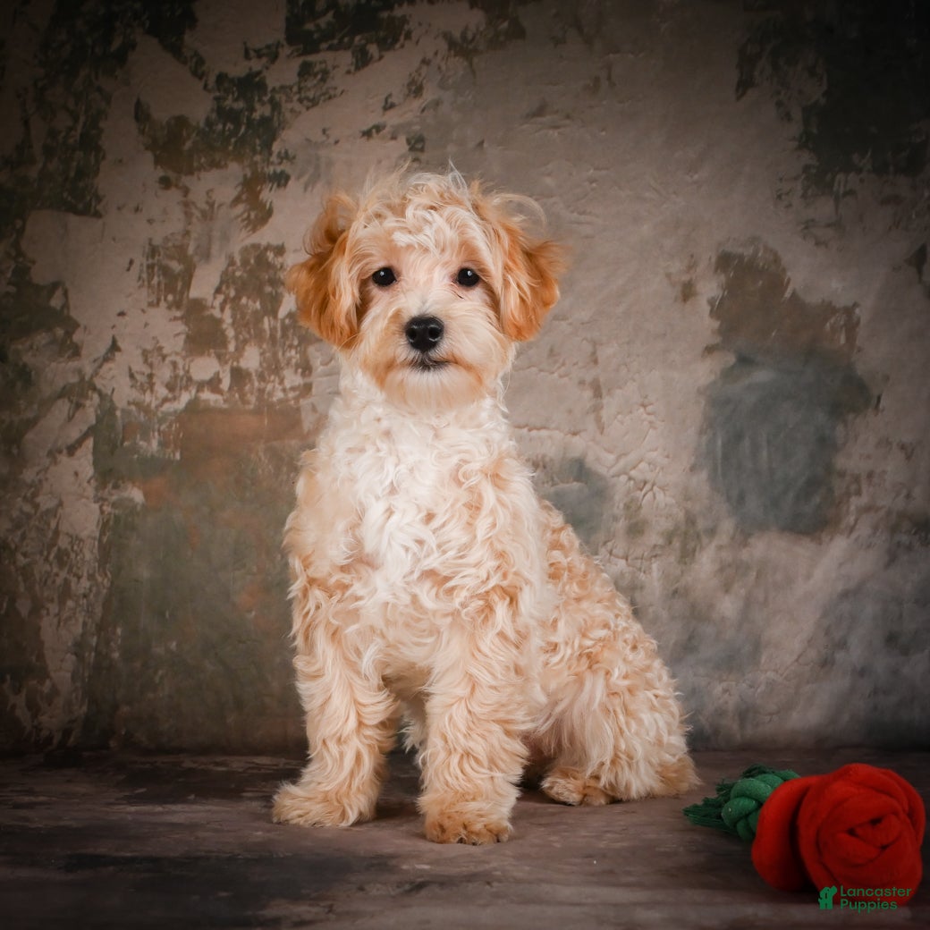 Maltipoo dogs Jackson - Ad 1