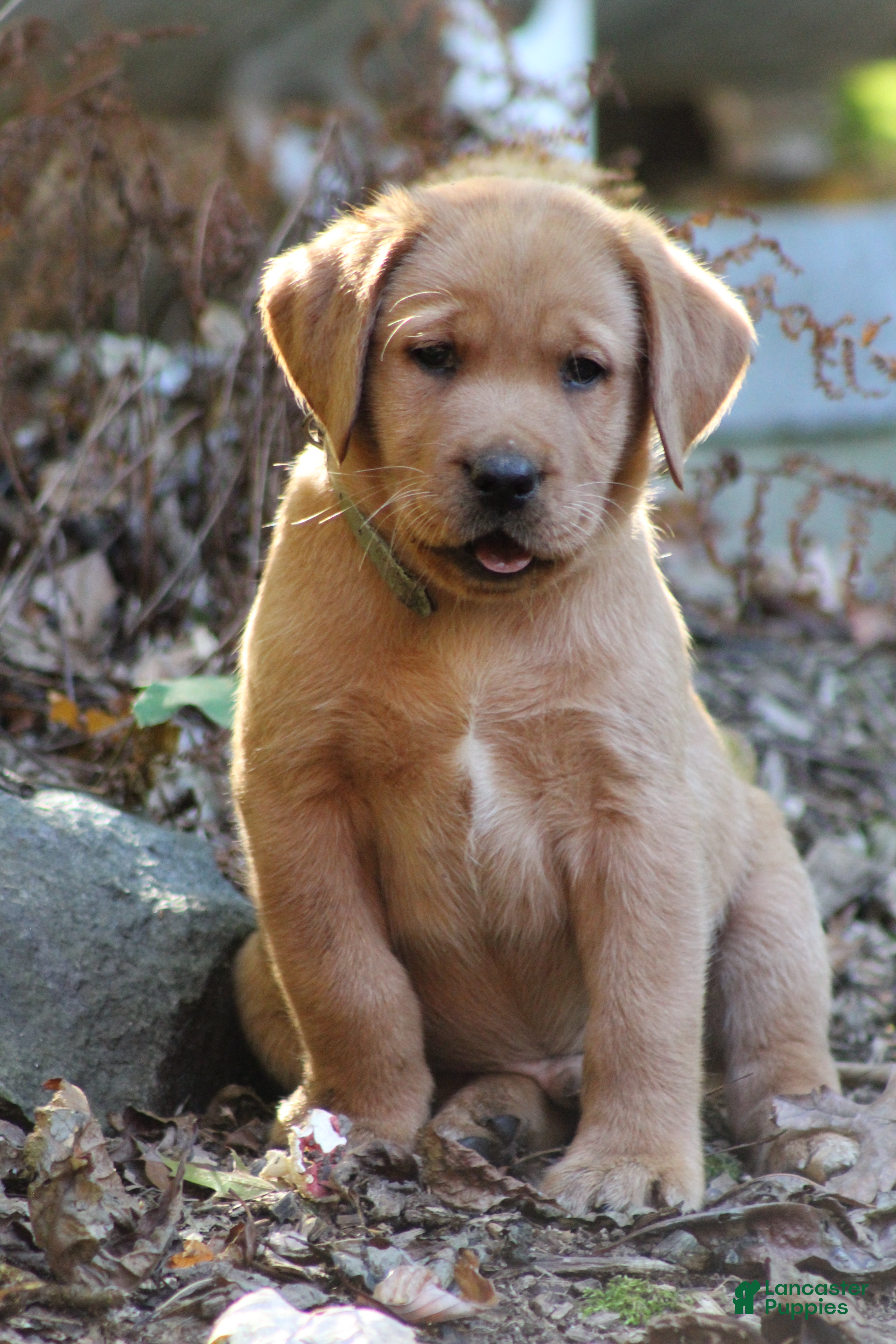 Labrador Retriever dogs Rex - Ad 1