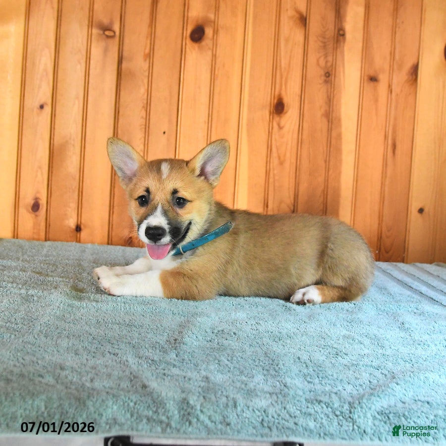 Welsh Corgi Pembroke dogs Jodi - Ad 2