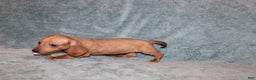Miniature Dachshund dogs for sale: HAZEL MINI  - Ad 3