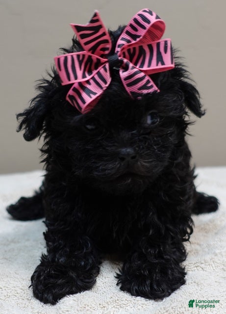 Maltipoo dogs Emersyn 1 lb 6 ozs - Ad 10
