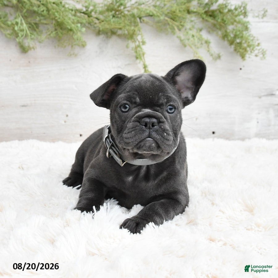French Bulldog dogs Mandy - Ad 2