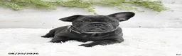 French Bulldog dogs for sale: Mandy - Ad 2