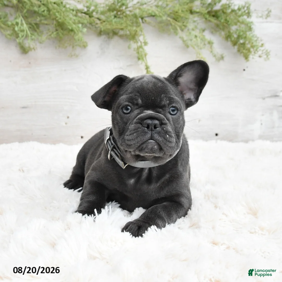 French Bulldog dogs for sale: Mandy - Ad 2