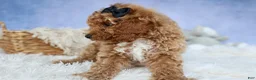 Miniature Poodle dogs for sale: WADE - Ad 3