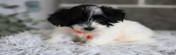 Maltipoo dogs for sale: Tiny - Ad 4