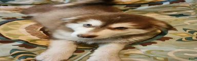 Alaskan Malamute Puppy 5