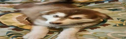 Alaskan Malamute dogs for sale: Alaskan Malamute Puppy 5 - Ad 1