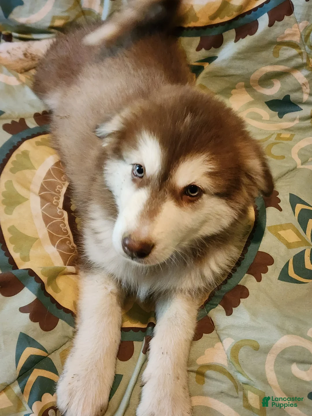 Alaskan Malamute dogs for sale: Alaskan Malamute Puppy 5 - Ad 1