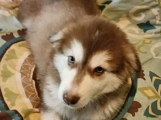 Alaskan Malamute dogs for sale: Alaskan Malamute Puppy 5 - Ad 4